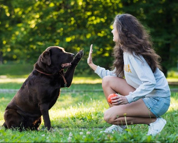 Woman and dog playing in a park with trees in the background